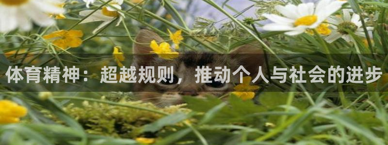哈哈体育十年